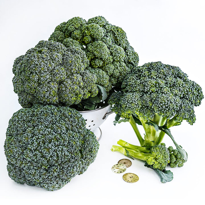 Rasmus Broccoli in a colander surrounded by several heads on a white background.