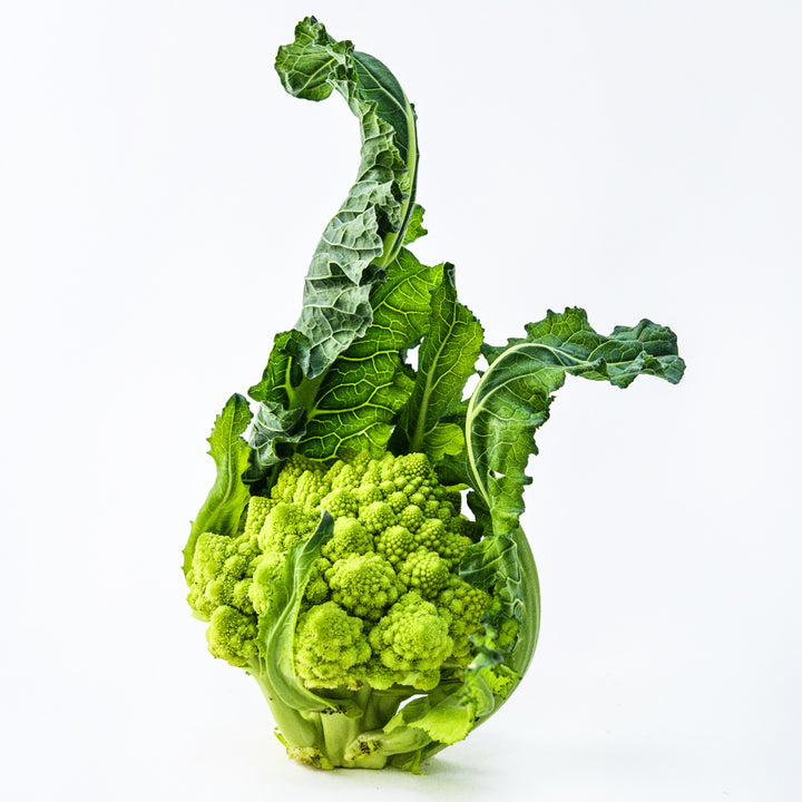 A single head of Romanesco Italia Cauliflower on a white background.