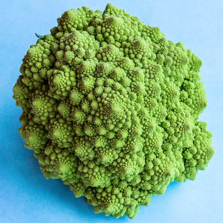 A single head of Romanesco Italia Cauliflower on a blue background.