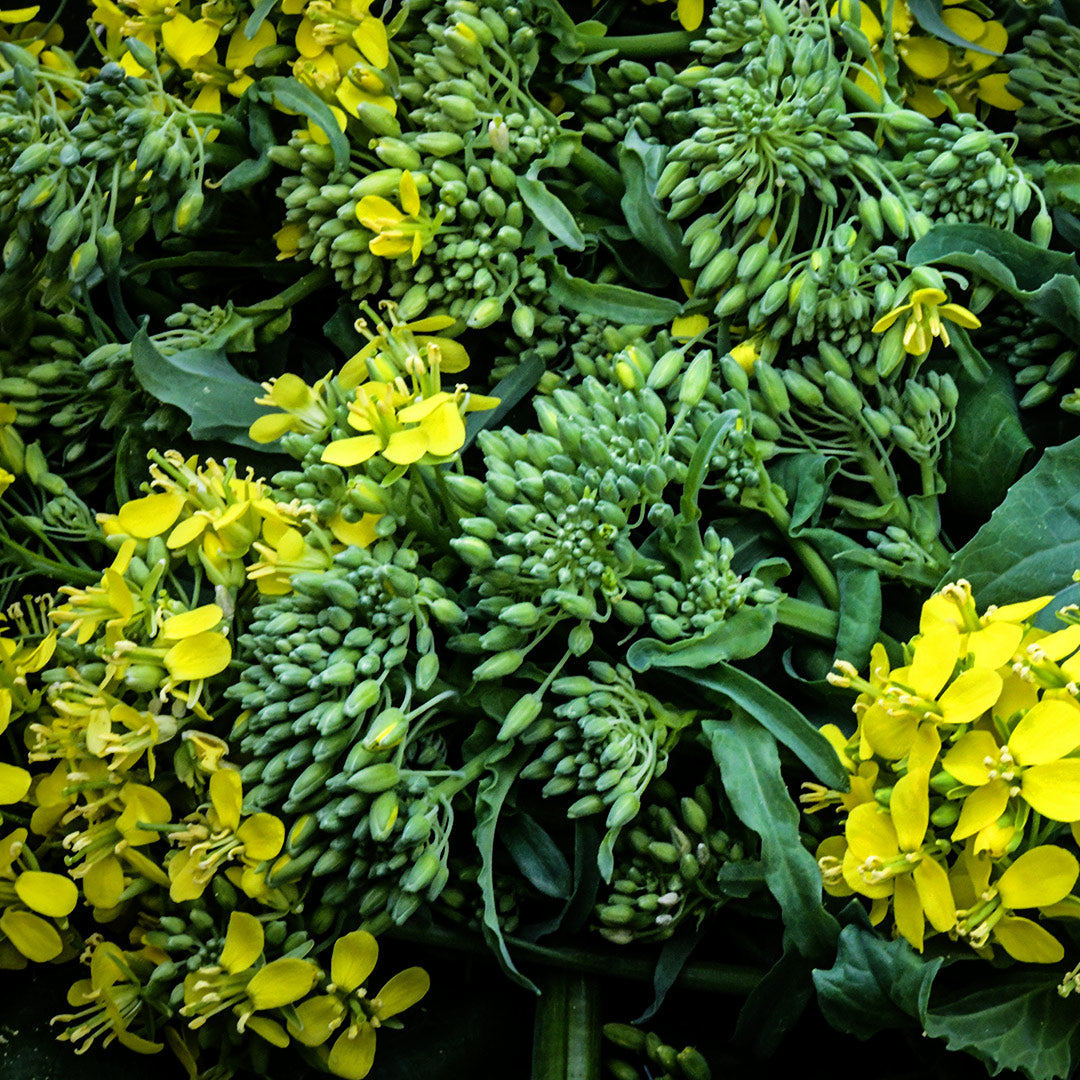 A close-up view of Rapini heads and blooms.