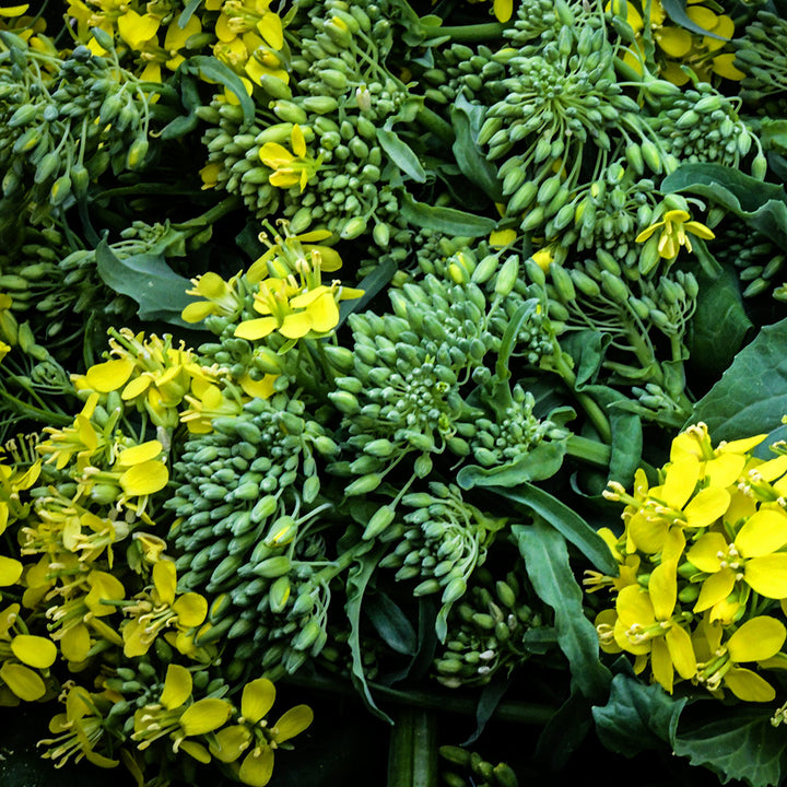 A close-up view of Rapini heads and blooms.