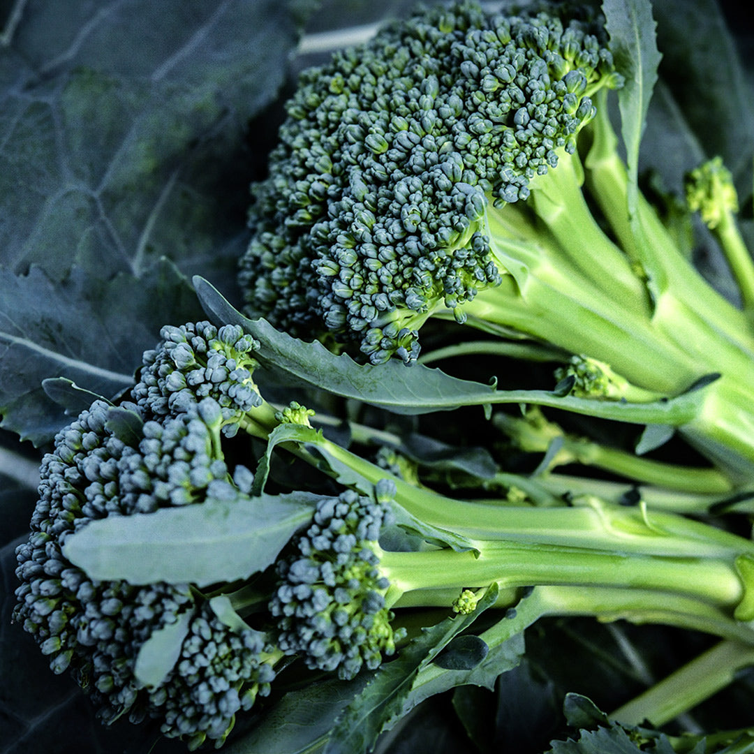 A close-up of Waltham 29 Broccoli heads on leaves.