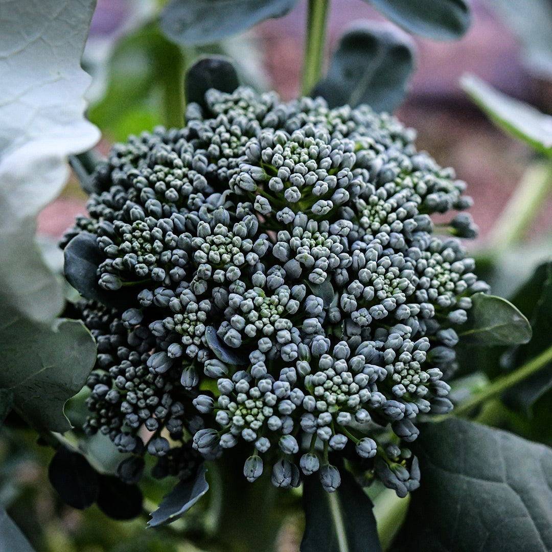 Waltham 29 Broccoli growing in the gardens at Baker Creek.