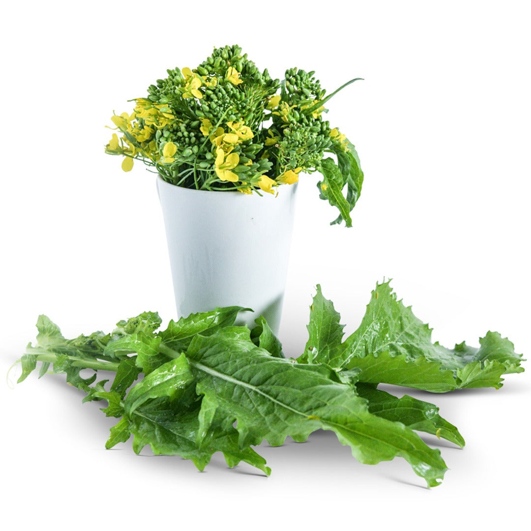 Broccoli Rapini in a glass jar with leaves surround on a white background