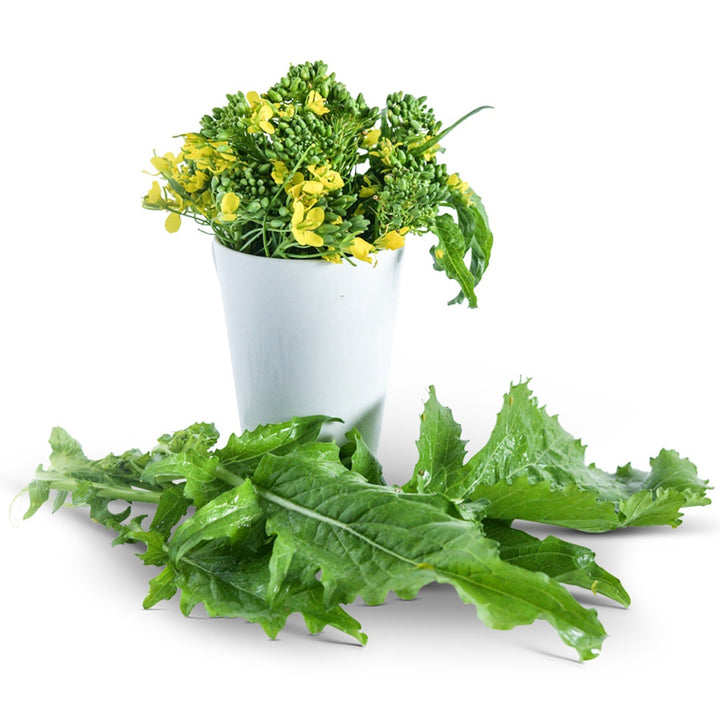Broccoli Rapini in a glass jar with leaves surround on a white background