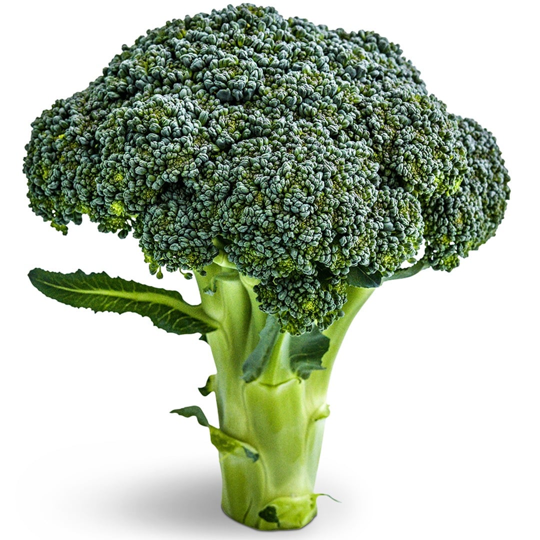Rasmus Broccoli on a white background.