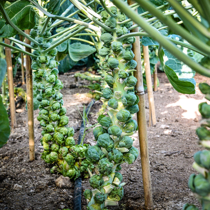 Long Island Improved Brussels Sprouts growing in a greenhouse at Baker Creek.