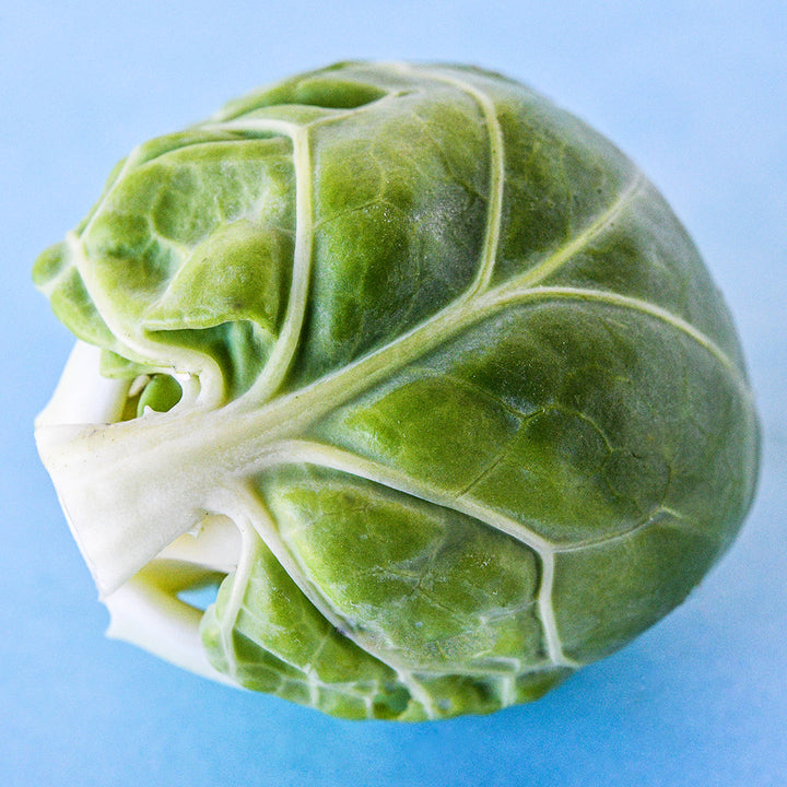 A single Long Island Improved Brussels Sprout on a light blue background.