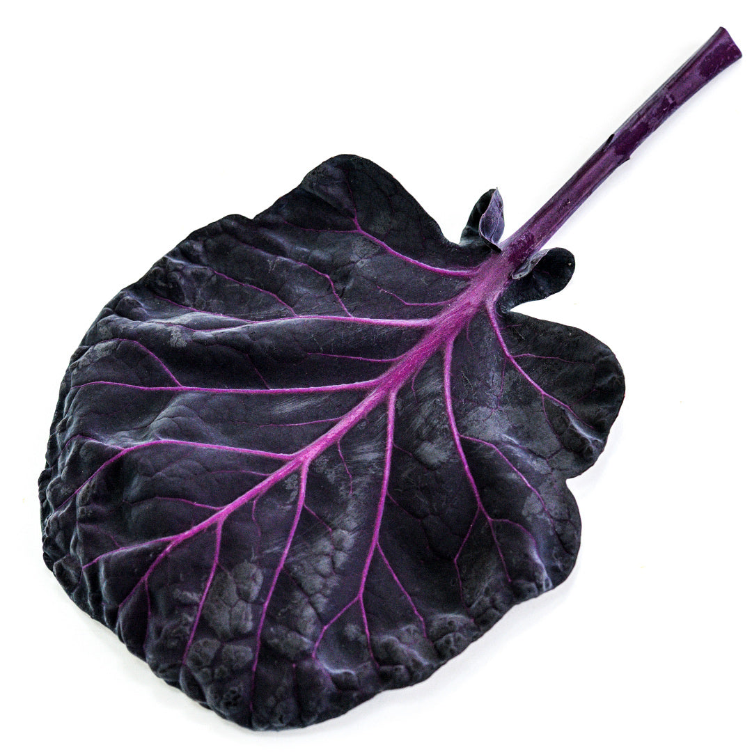 A single edible leaf from a Red Rubine Brussels Sprouts plant on a white background.
