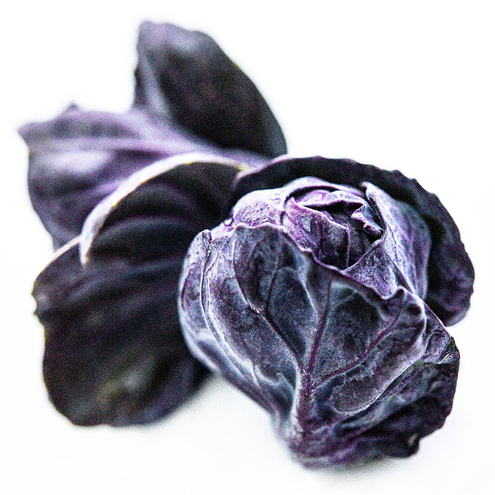 A micro view of a couple of Red Rubine Brussels Sprouts on a white background.