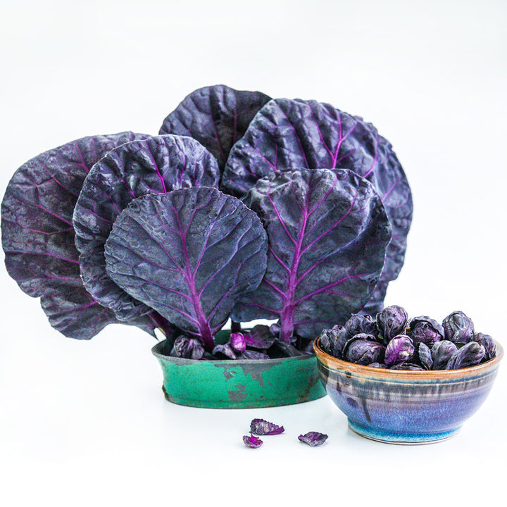 Red Rubine Brussels Sprouts in a ceramic bowl with leaves in an arrangement on a white background.