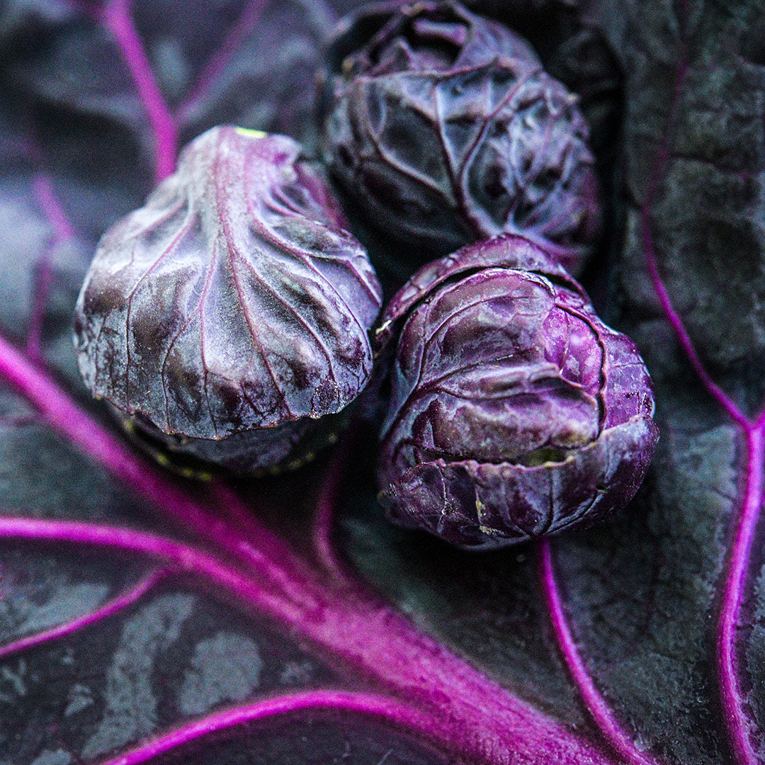 A micro view of a trio of Red Rubine Brussels Sprouts on a purple leaf.