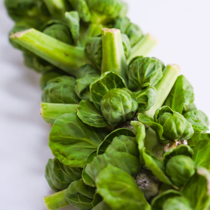 Brussels Sprout Seeds, Groninger