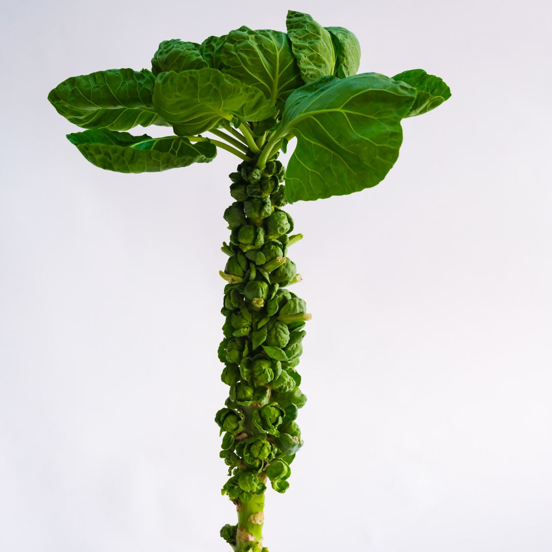 Brussels Sprout Seeds, Groninger