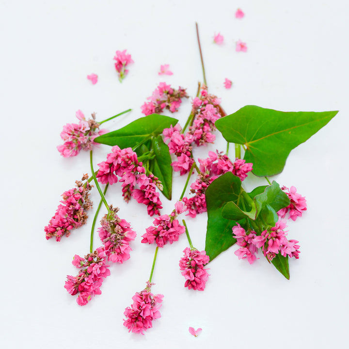 Rose Red Soba Buckwheat flowers and foliage arranged on white background.