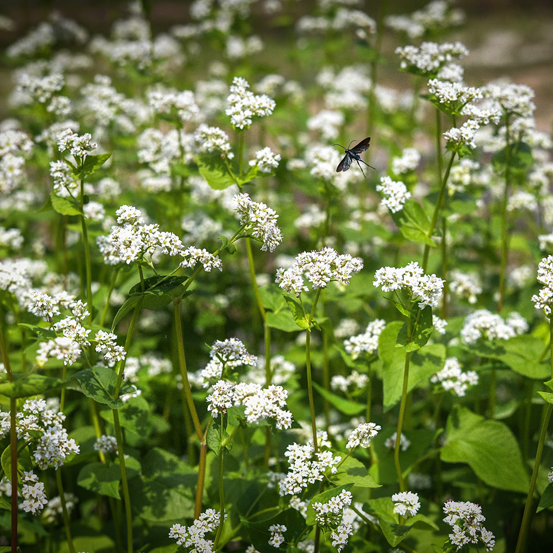 White Buckwheat delights a pollinator in the gardens at Baker Creek.