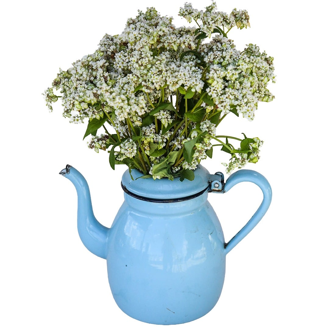 A White Buckwheat bouquet in a blue tea kettle on a white background.