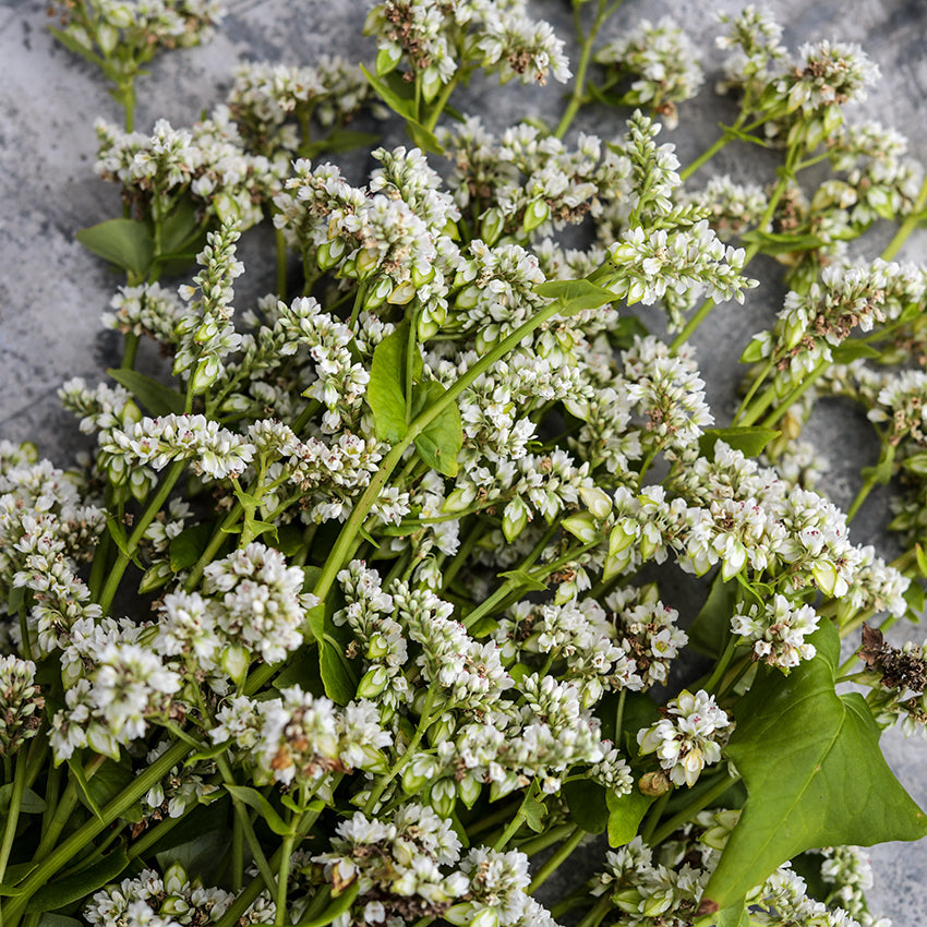 White Buckwheat blooms on a stone background.