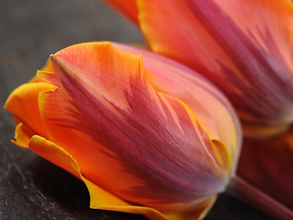 Tulip Bulbs, Princess Irene (10 bulbs)