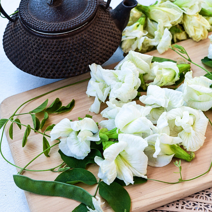 White Queen Butterfly Pea flowers and foliage with a cast iron teapot.
