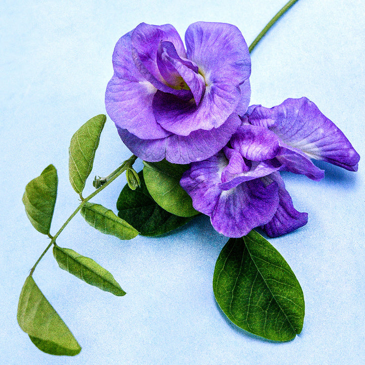 A close-up of Lavender Queen Butterfly Pea flowers with foliage on a light blue background.