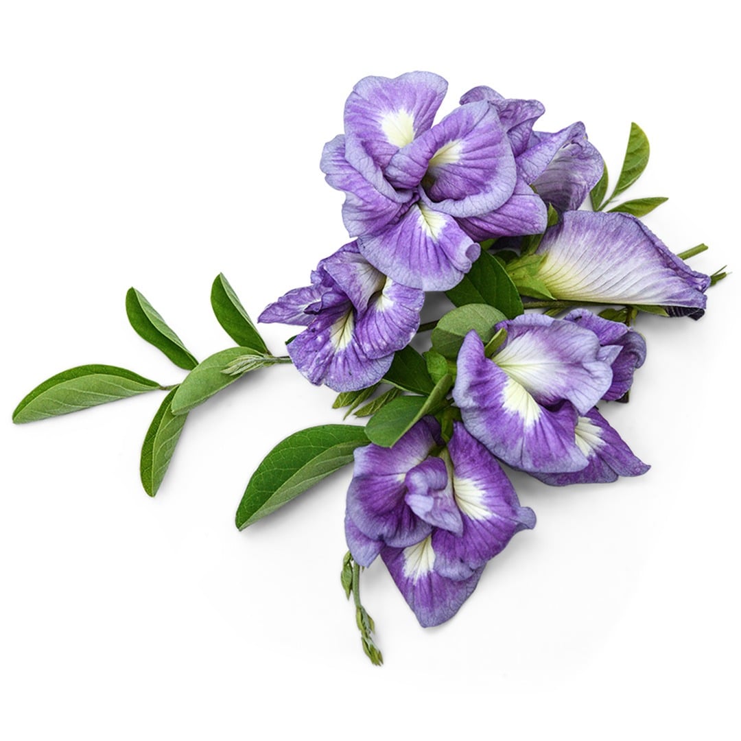 Butterfly Pea Lavender Queen flowers on a white background.