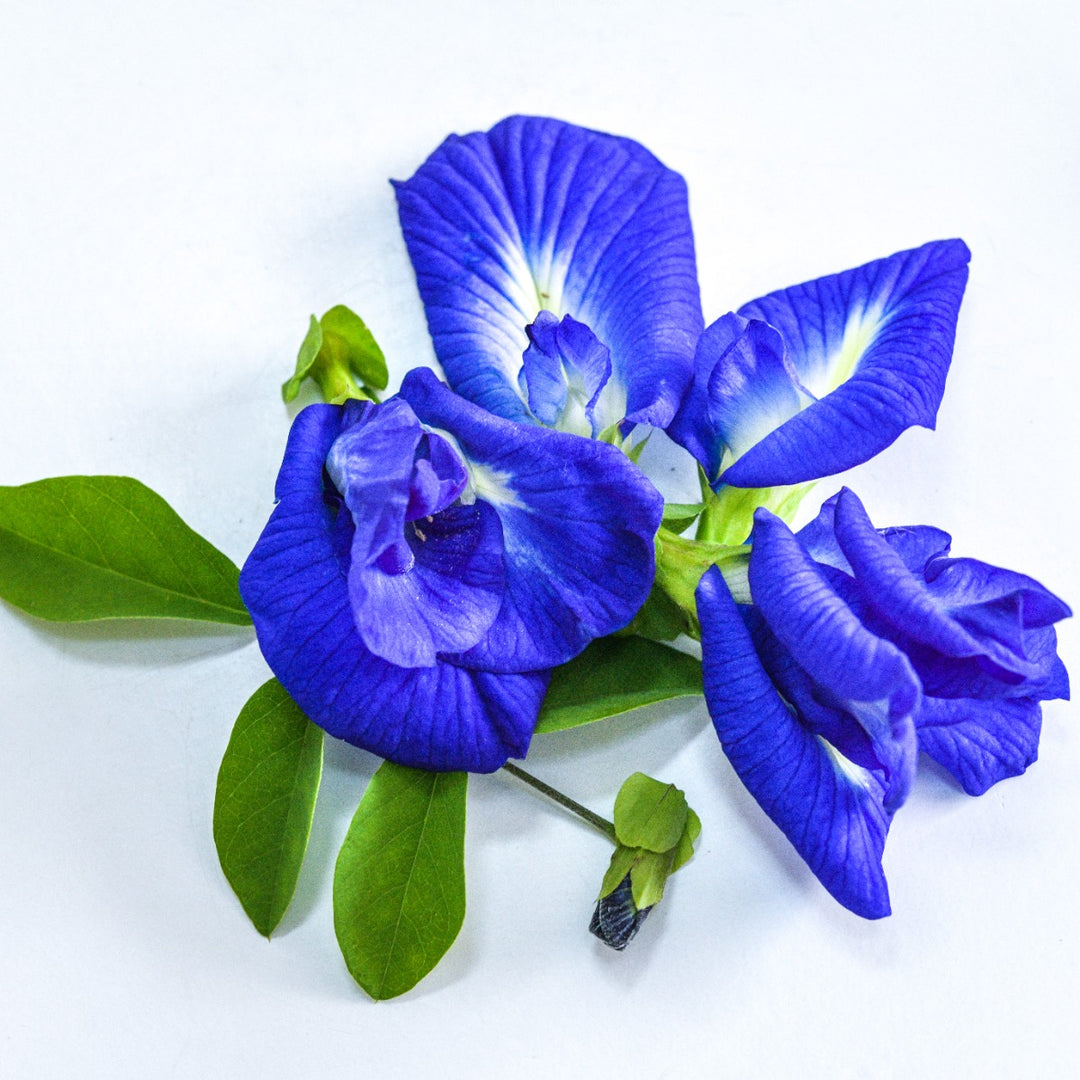Thai Blue Butterfly Pea blooms and foliage on light background.
