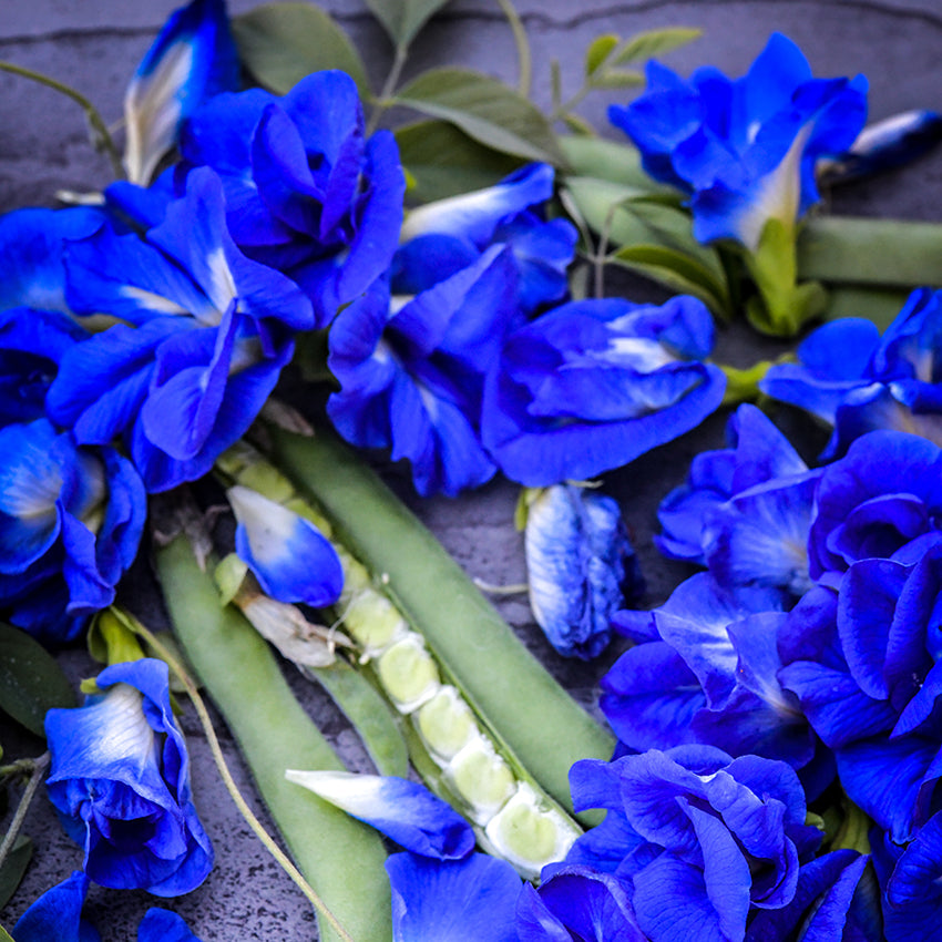 Blue Queen Butterfly Pea Seeds | Baker Creek Heirloom Seeds