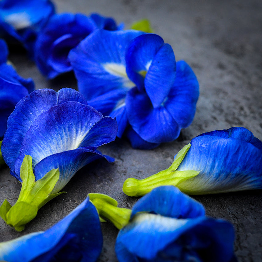 Blue Queen Butterfly Pea Seeds | Baker Creek Heirloom Seeds
