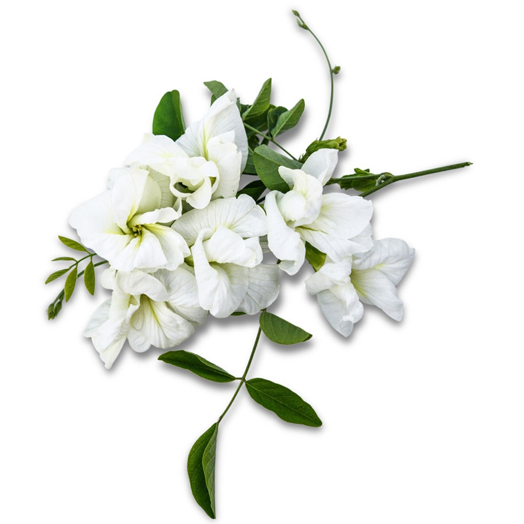 Butterfly Pea White Queen flowers on a white background.