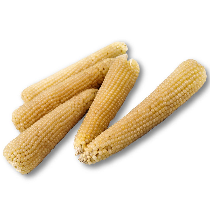 Amish Butter Popcorn cobs arranged on a white background.