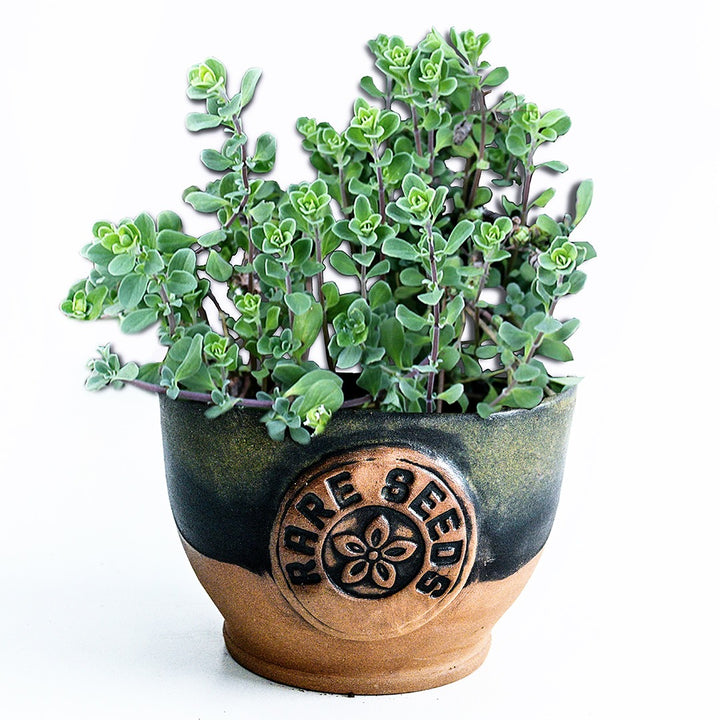 Marjoram growing in a RareSeeds hand thrown pottery on a white background.