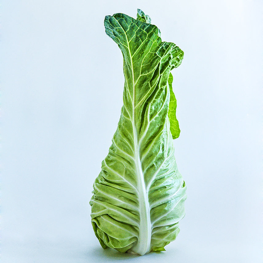 A single Filderkraut Cabbage head standing upright on a white background.