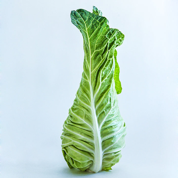 A single Filderkraut Cabbage head standing upright on a white background.