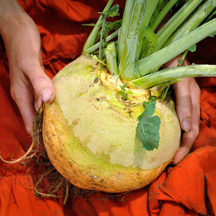 Woman holding a freshly dug Navone Yellow Cabbage Turnip in her lap at the Baker Creek farm.
