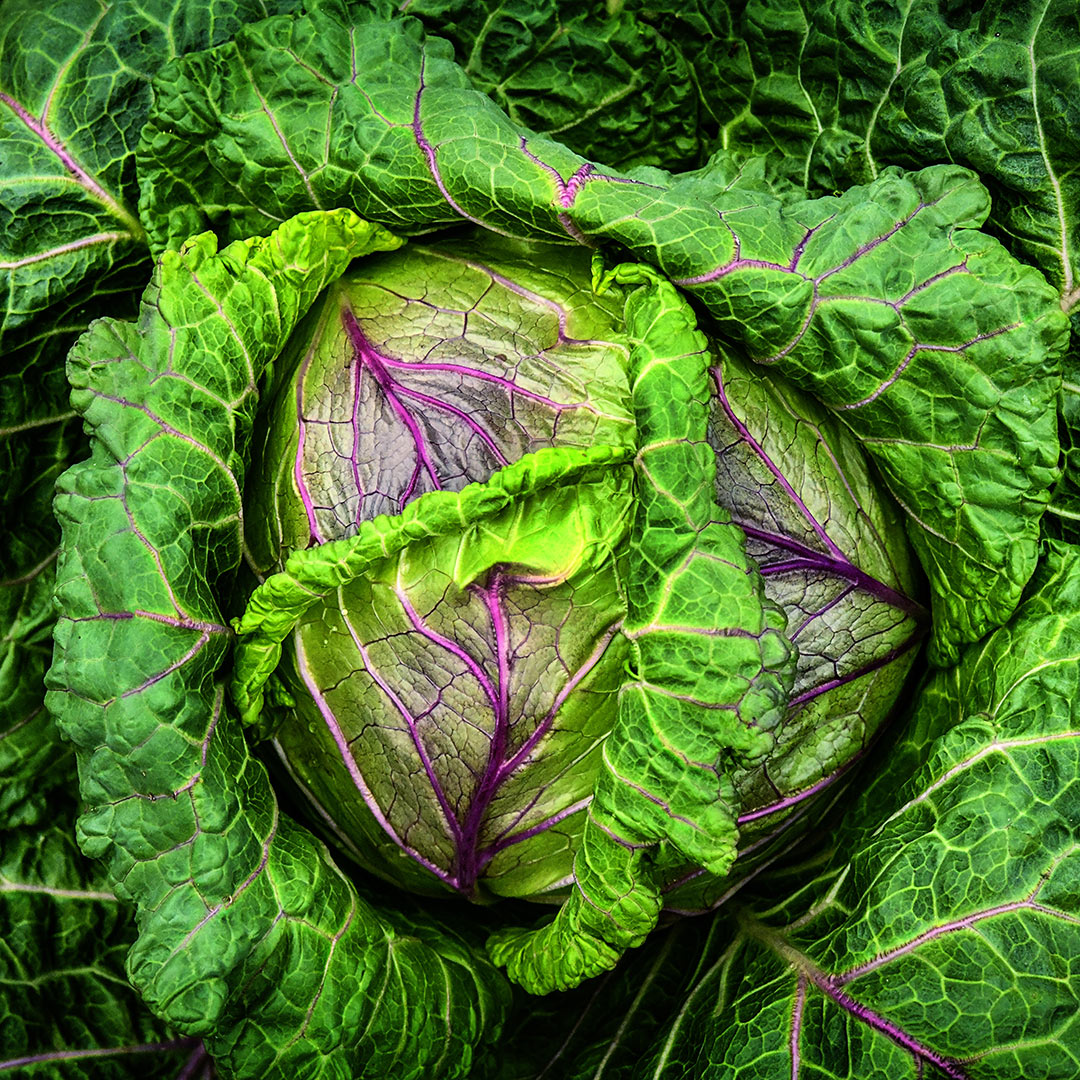 Violaceo di Verona Cabbage head growing in the garden at Baker Creek.