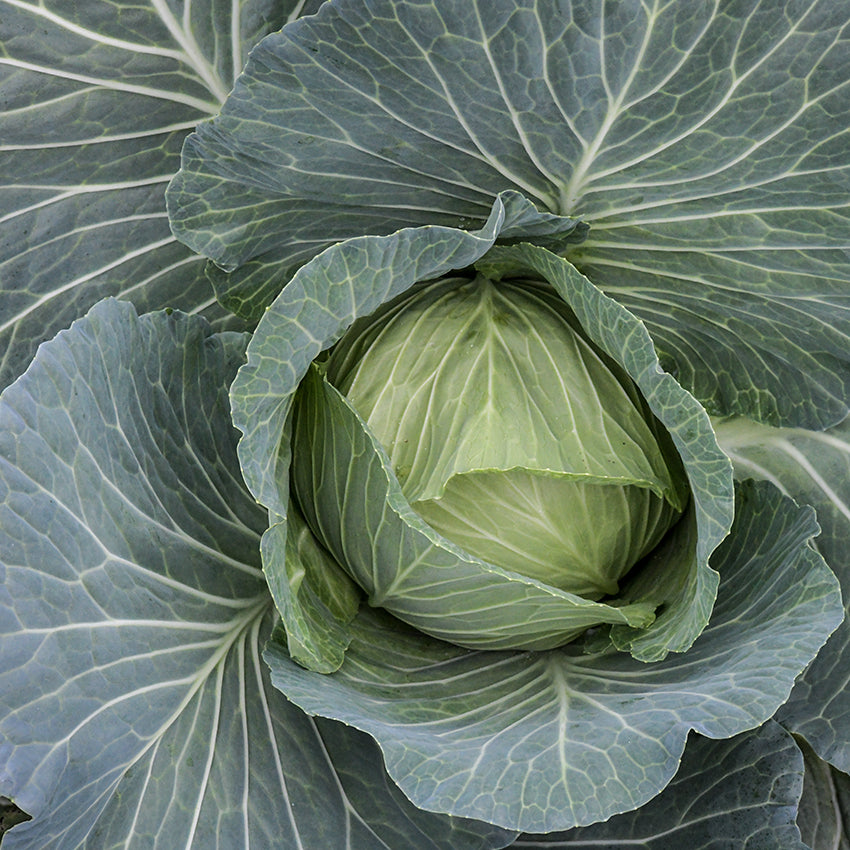Brunswick Cabbage head growing in the garden.