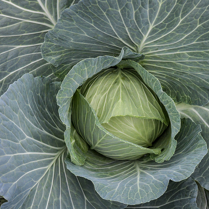 Brunswick Cabbage head growing in the garden.