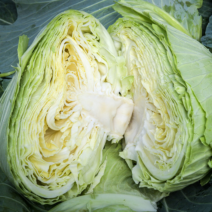 Brunswick Cabbage head sliced in half.