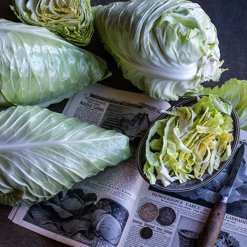 Cabbage Seeds, Early Jersey Wakefield