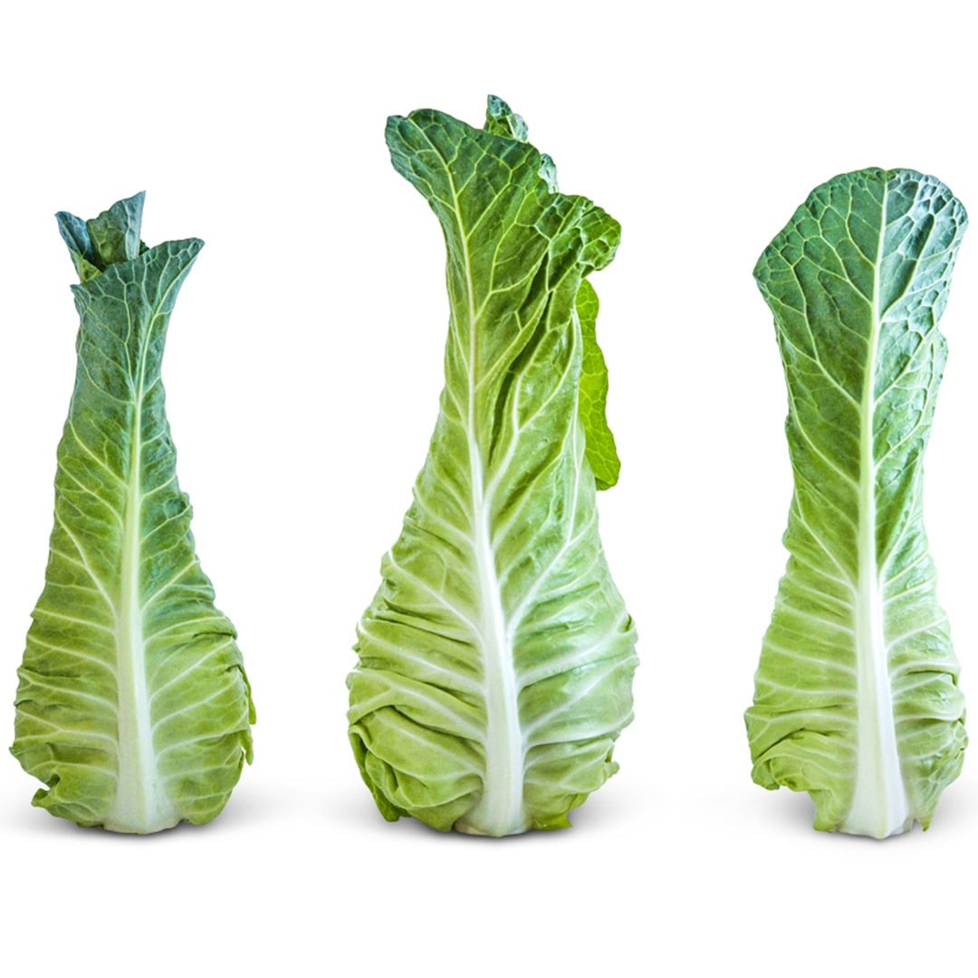 Trio of Filderkraut Cabbage on a white background.