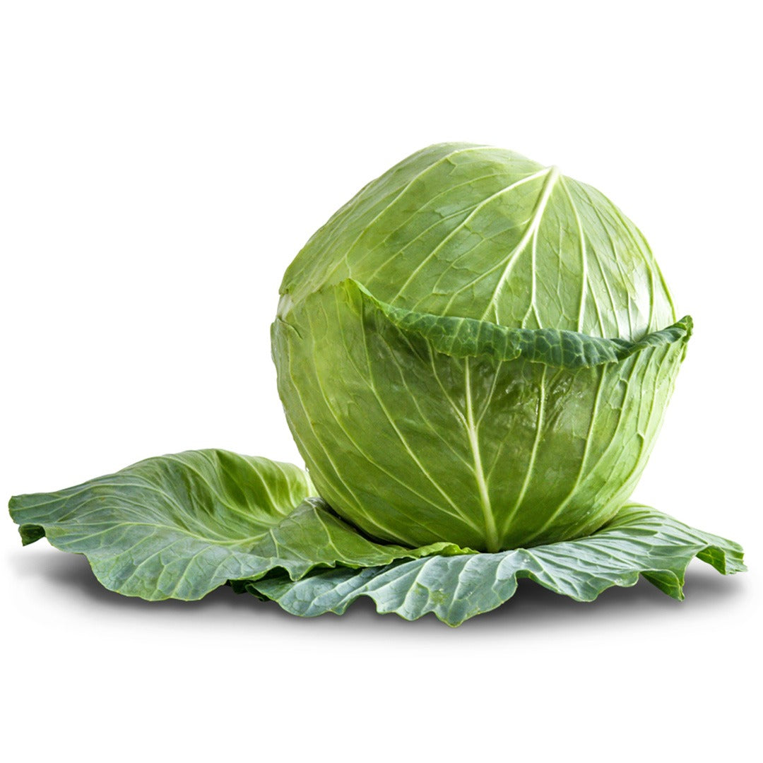 Glory of Enkhuizen Cabbage on a white background.