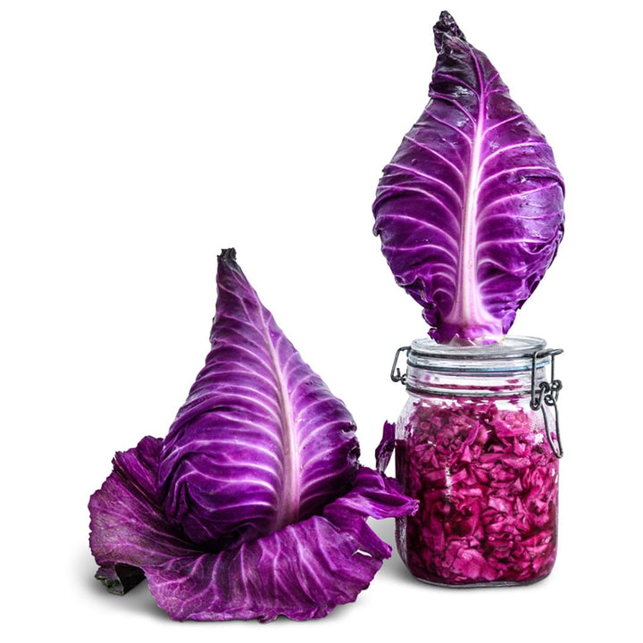 Two Kalibos Cabbage sitting upright with a glass jar of shredded cabbage on a white background.