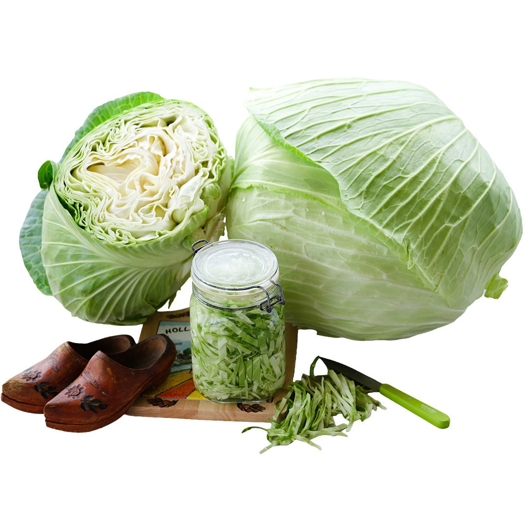Premium Late Flat Dutch Cabbage with Dutch shoes and cut cabbage on a white background.