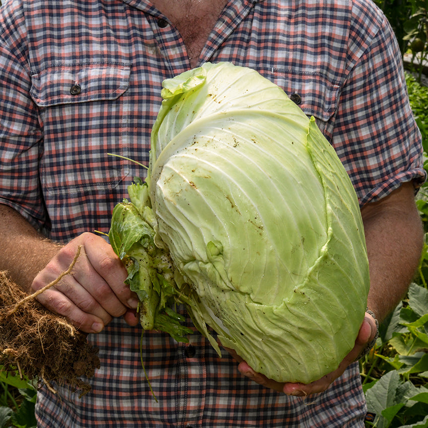 Premium Late Flat Dutch Cabbage head being held
