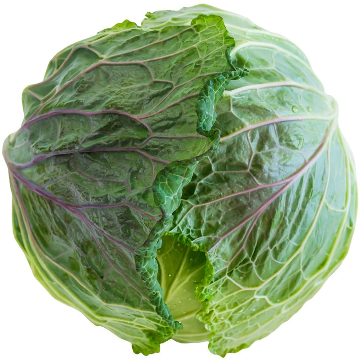 Single head of Violaceo di Verona Cabbage on a white background.