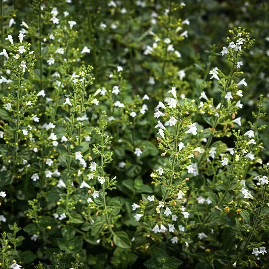 A flowerbed full of blooming Marvelette White Calamintha at the Baker Creek trial farm.