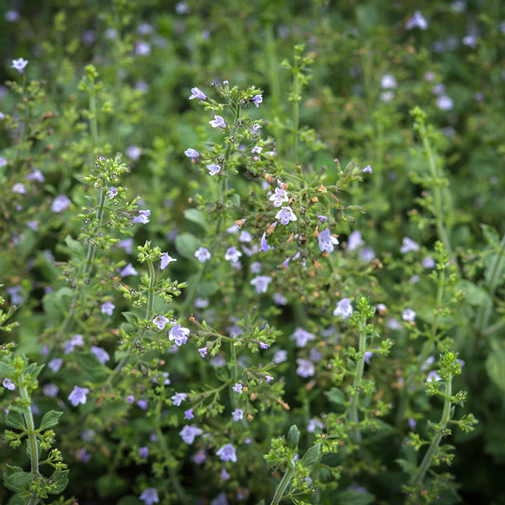Marvelette Blue Calamintha growing in garden.