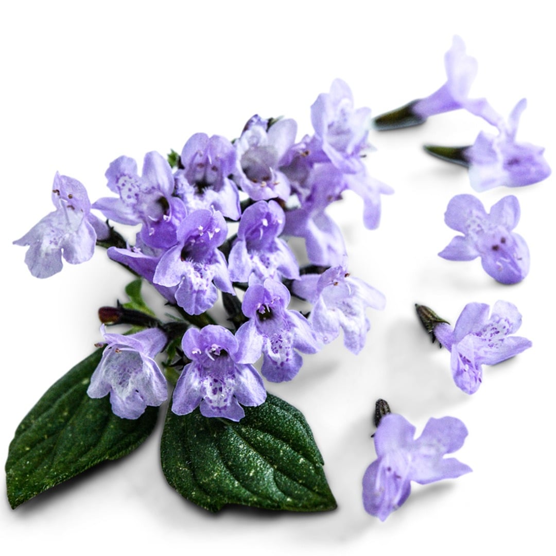 Marvelette Blue Calamintha blooms on a white background.