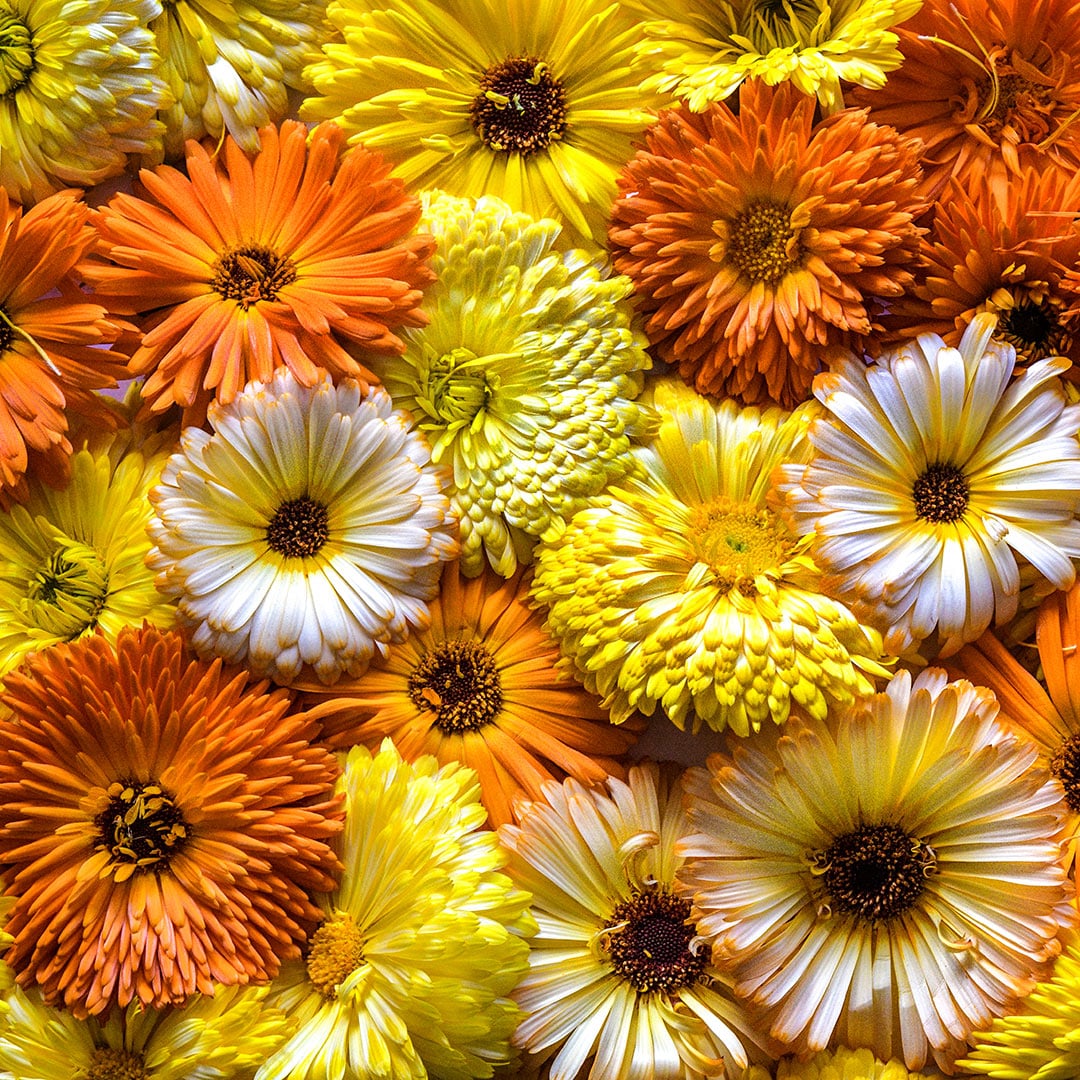 A close-up of Pacific Beauty Mix Calendulas.
